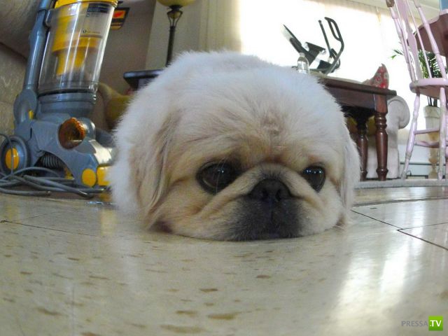 ����� � �������� ��������, ����� 75 (51 ����)