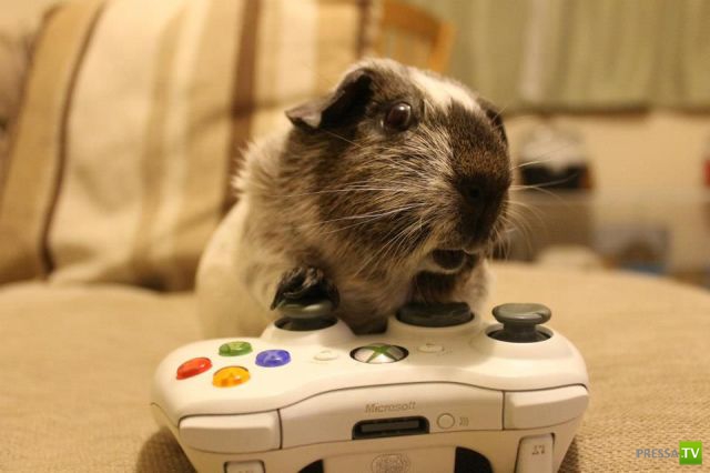 ����� � �������� ��������, ����� 75 (51 ����)