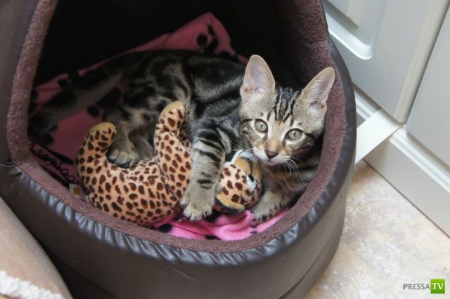 ����� � �������� ��������, ����� 75 (51 ����)