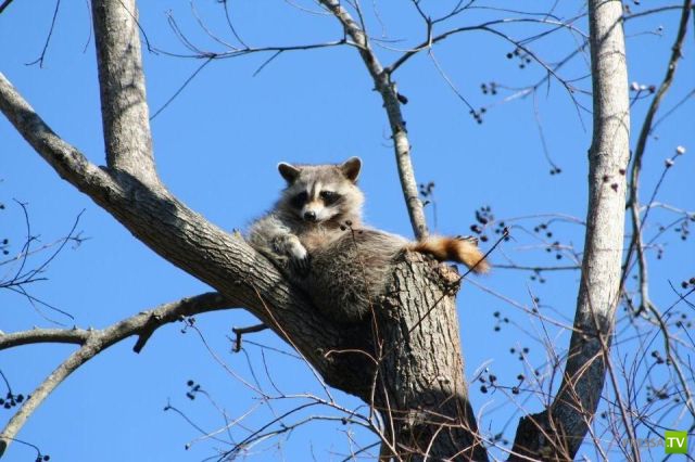 ����� � �������� ��������, ����� 75 (51 ����)