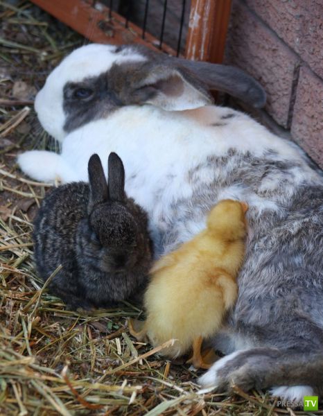 ����� � �������� ��������, ����� 75 (51 ����)