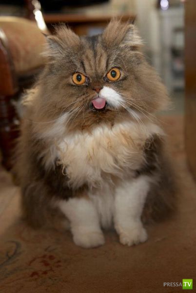 ����� � �������� ��������, ����� 75 (51 ����)