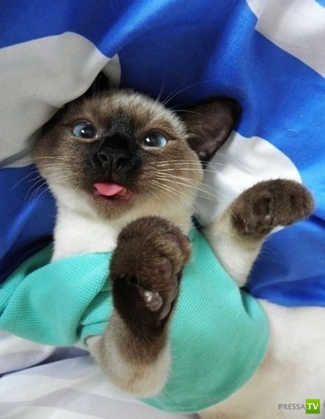 ����� � �������� ��������, ����� 75 (51 ����)