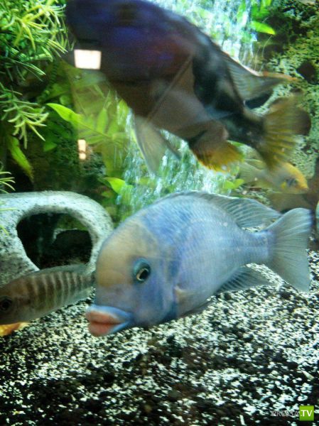 ����� � �������� ��������, ����� 75 (51 ����)