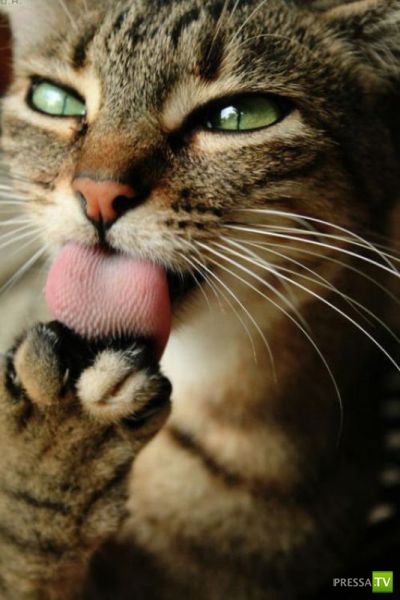 ����� � �������� ��������, ����� 75 (51 ����)