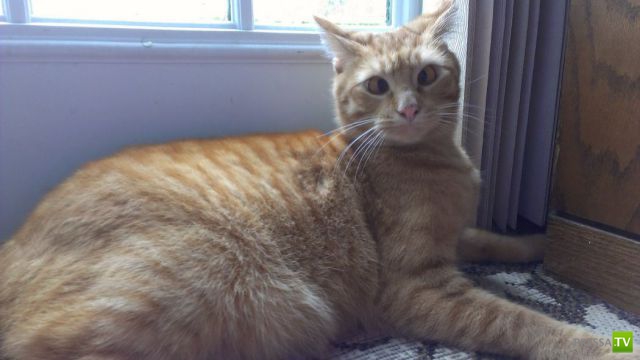 ����� � �������� ��������, ����� 75 (51 ����)