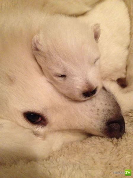 ����� � �������� ��������, ����� 75 (51 ����)