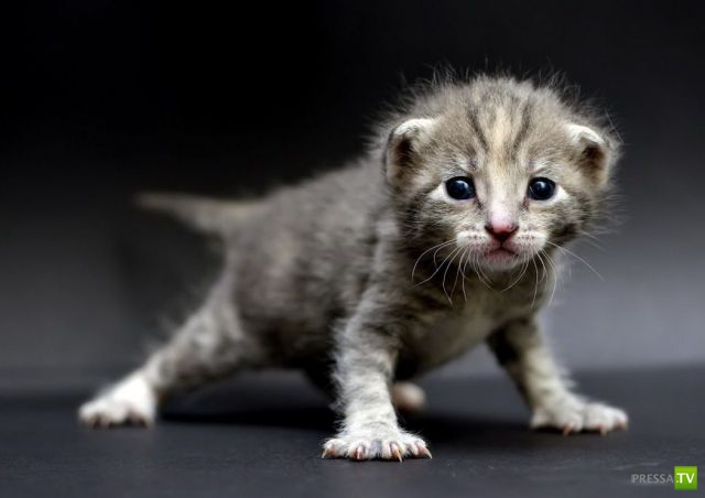 ����� � �������� ��������, ����� 75 (51 ����)