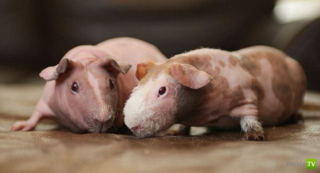 ����� � �������� ��������, ����� 75 (51 ����)