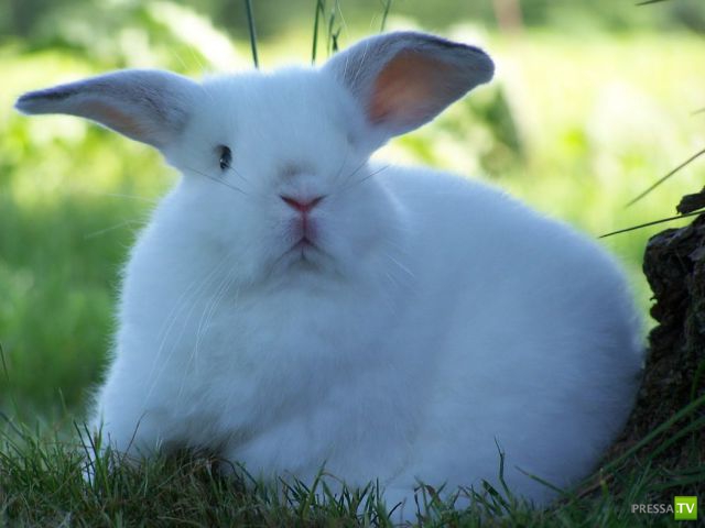 ����� � �������� ��������, ����� 75 (51 ����)