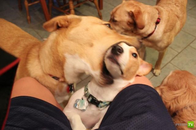 ����� � �������� ��������, ����� 75 (51 ����)