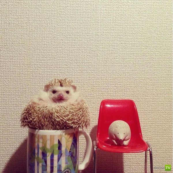 ����� � �������� ��������, ����� 75 (51 ����)