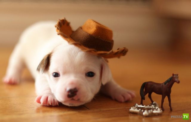 ����� � �������� ��������, ����� 75 (51 ����)