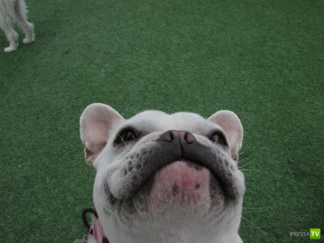 ����� � �������� ��������, ����� 75 (51 ����)