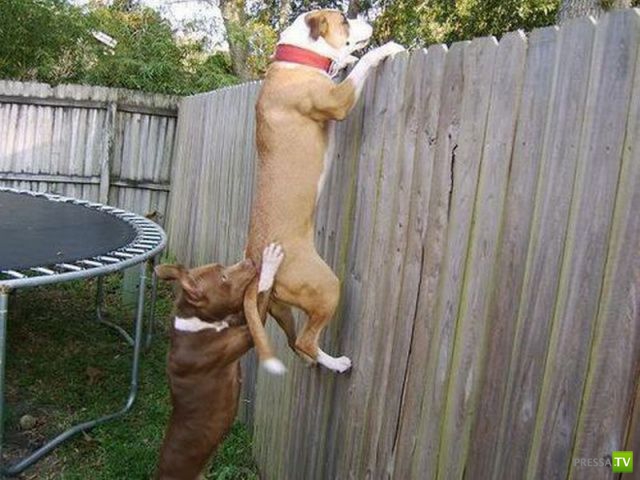 ����� � �������� ��������, ����� 75 (51 ����)