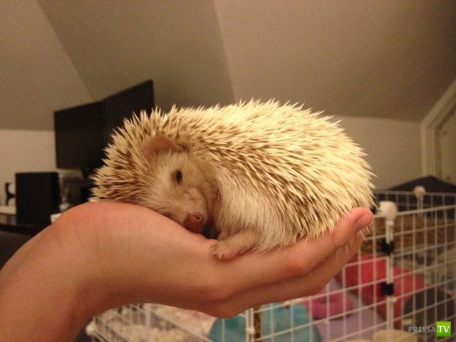 ����� � �������� ��������, ����� 75 (51 ����)