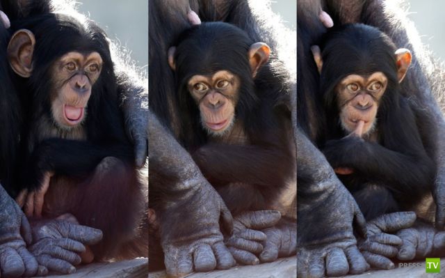 ����� � �������� ��������, ����� 75 (51 ����)