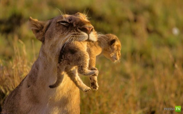 ����� � �������� ��������, ����� 75 (51 ����)