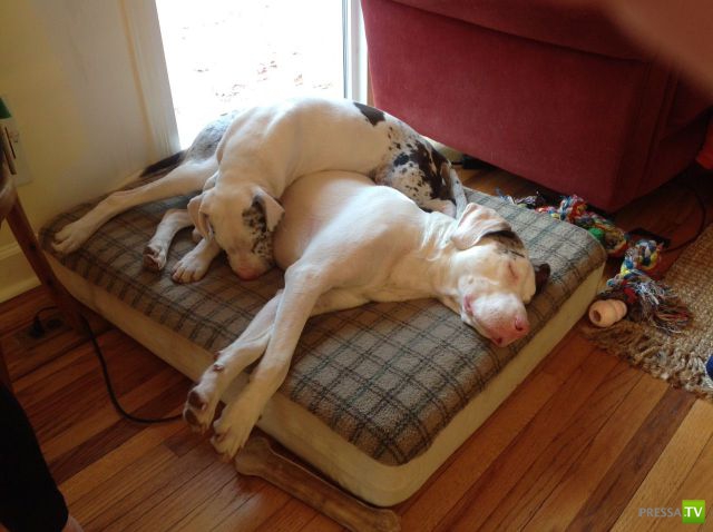 ����� � �������� ��������, ����� 75 (51 ����)