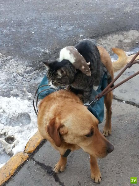 ����� � �������� ��������, ����� 75 (51 ����)