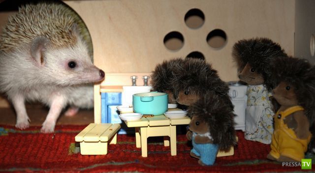 ����� � �������� ��������, ����� 75 (51 ����)