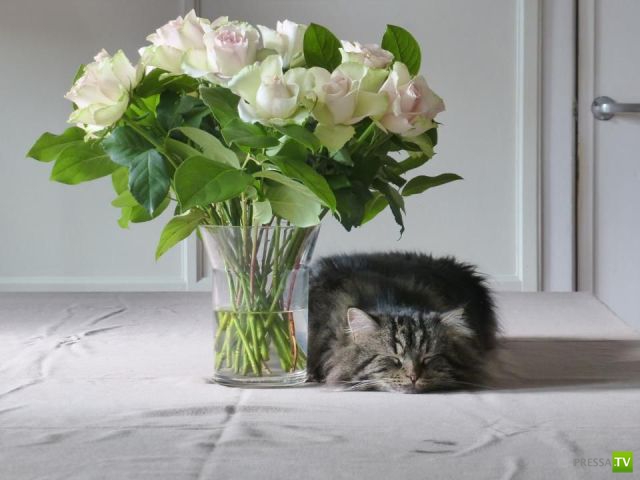 ����� � �������� ��������, ����� 76 (48 ����)