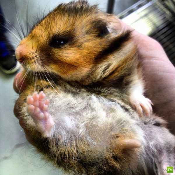 ����� � �������� ��������, ����� 76 (48 ����)