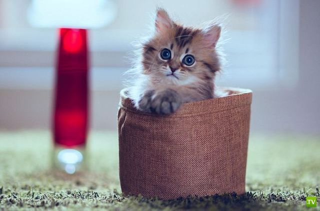 ����� � �������� ��������, ����� 76 (48 ����)