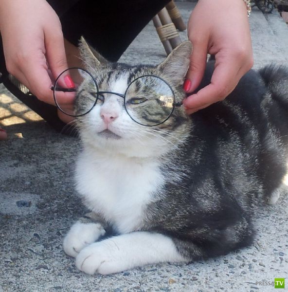 �������� ��������, ����� 1 (44 ����)