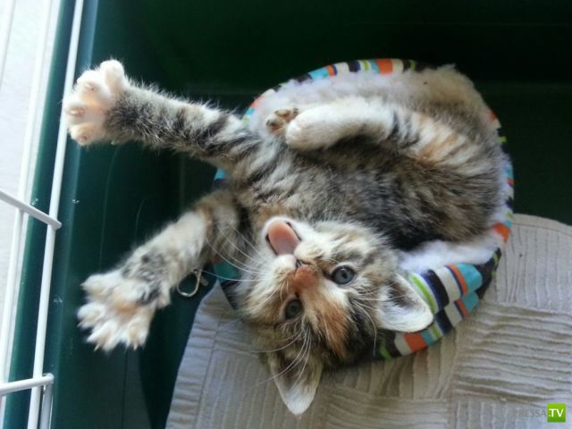 �������� ��������, ����� 1 (44 ����)