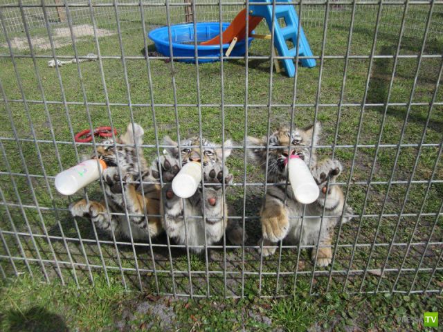 �������� ��������, ����� 1 (44 ����)