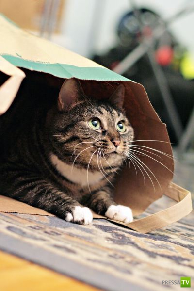 �������� ��������, ����� 1 (44 ����)