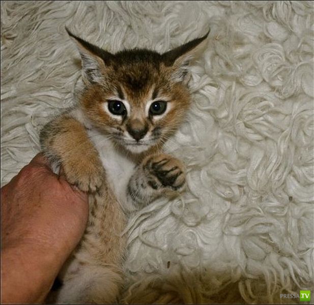 �������� ��������, ����� 1 (44 ����)