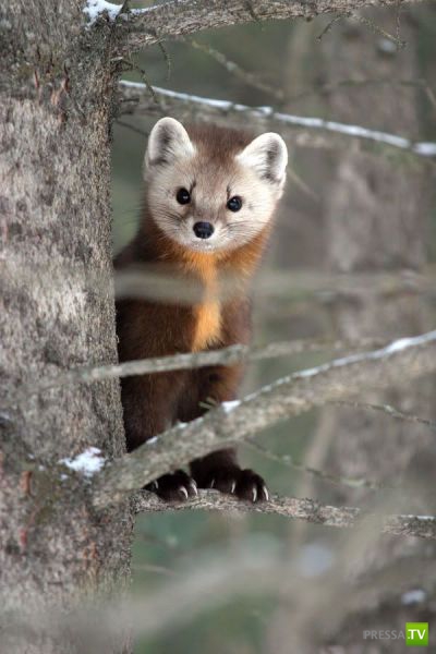 �������� ��������, ����� 1 (44 ����)