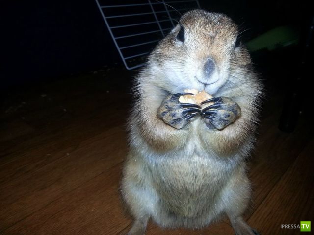 �������� ��������, ����� 1 (44 ����)