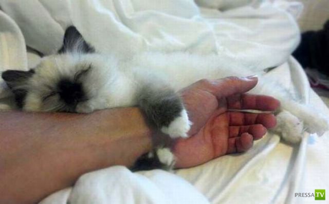 �������� ��������, ����� 1 (44 ����)