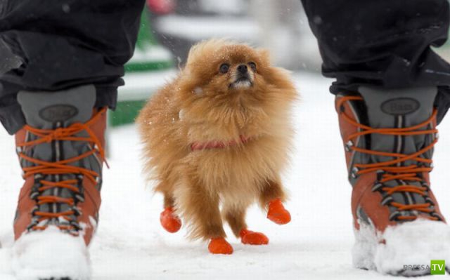 �������� ��������, ����� 1 (44 ����)