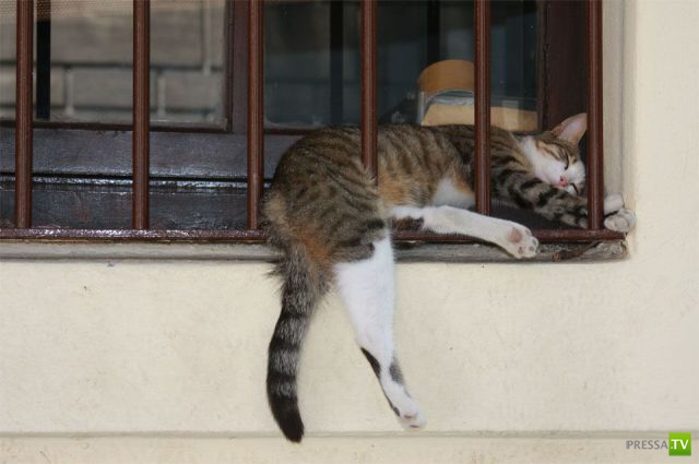 �������� ��������, ����� 1 (44 ����)