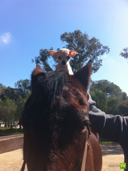 �������� ��������, ����� 1 (44 ����)