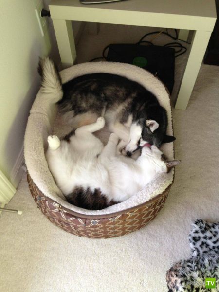 �������� ��������, ����� 1 (44 ����)