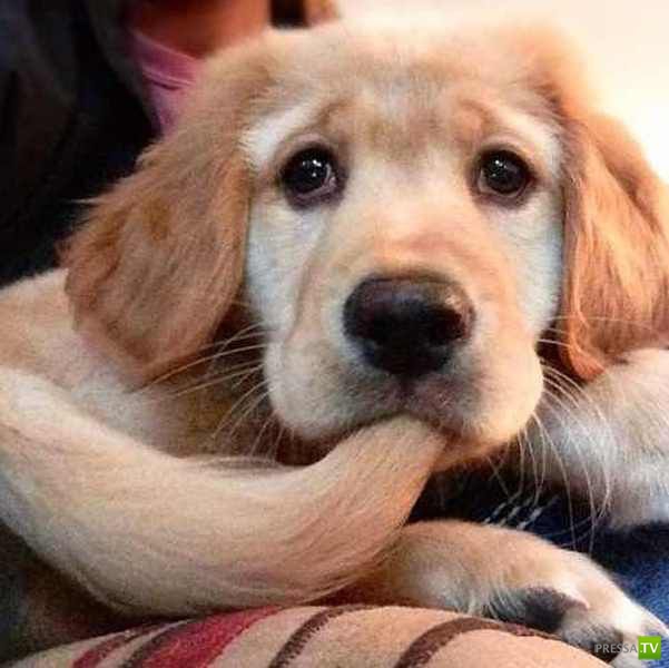 �������� ��������, ����� 1 (44 ����)