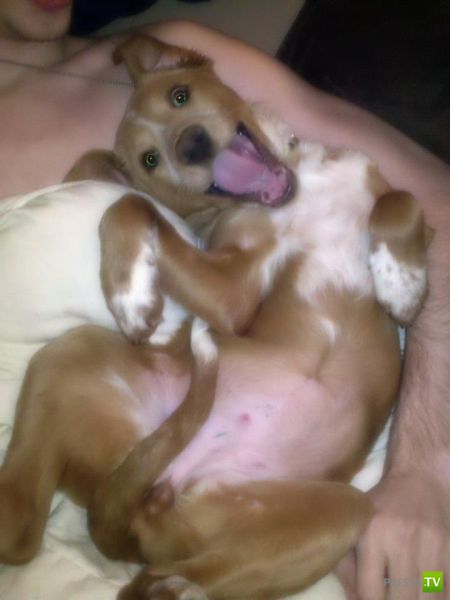 �������� ��������, ����� 1 (44 ����)