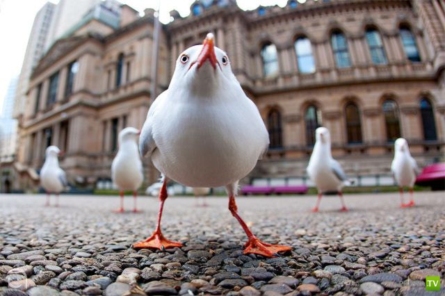 �������� ��������, ����� 1 (44 ����)