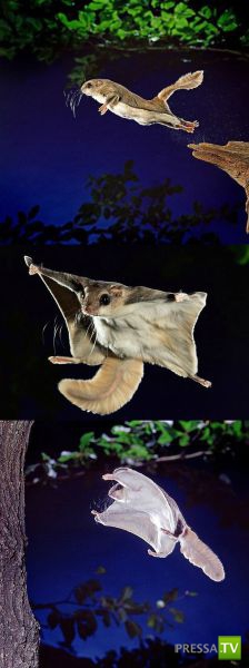 �������� ��������, ����� 1 (44 ����)