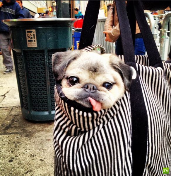 �������� ��������, ����� 1 (44 ����)