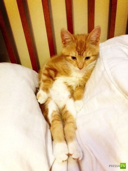 �������� ��������, ����� 1 (44 ����)