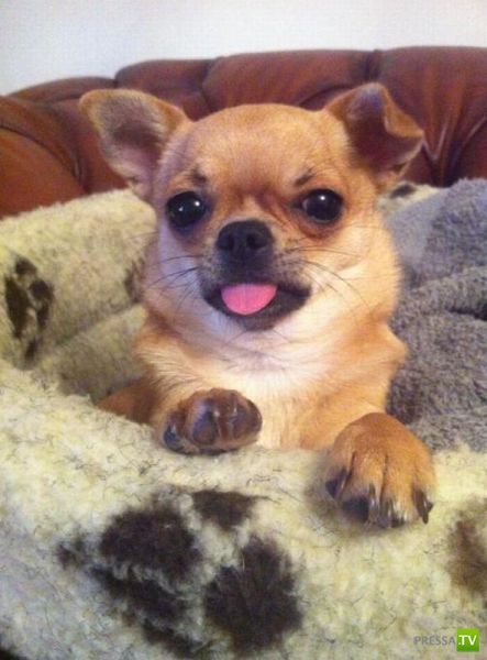 �������� ��������, ����� 1 (44 ����)