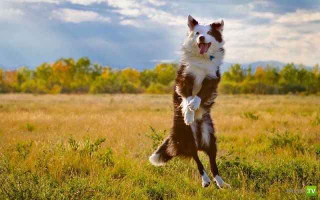 �������� ��������, ����� 1 (44 ����)