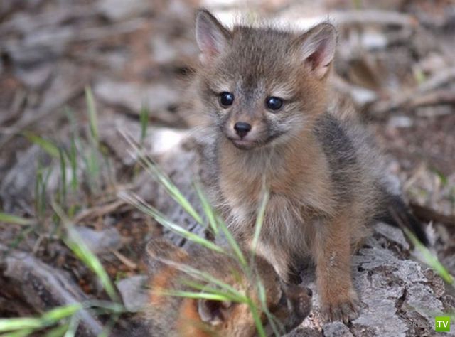 �������� ��������, ����� 1 (44 ����)