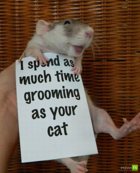 �������� ��������, ����� 1 (44 ����)